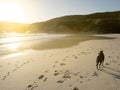 Black dog on the beach Royalty Free Stock Photo