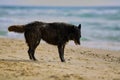 Black dog on the beach