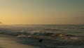 Black dog on the beach at the sea in evening light Royalty Free Stock Photo