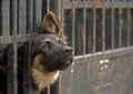 Black dog behind the fence