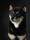 Black dog on a black background. Portrait of Shiba Inu in the studio Royalty Free Stock Photo