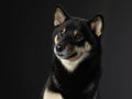 Black dog on a black background. Portrait of Shiba Inu in the studio Royalty Free Stock Photo