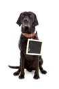 Black dog with blackboard writable