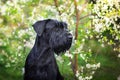 Black dog on blossom tree