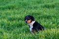 A black dog with blue eyes sits in the grass Royalty Free Stock Photo