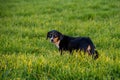 A black dog with blue eyes sits in the grass Royalty Free Stock Photo