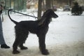 Black dog. Dog breed Afghan Hound. Animal on walk Royalty Free Stock Photo