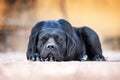 Black dog breed Cane Corso lies on the ground