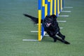 Black dog agility in action. The dog is crossing the slalom sticks on synthetic grass track.