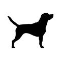 Black dog breed labrador retriever white background. Puppy breed labrador vector isolated black silhouette Royalty Free Stock Photo