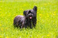 Black dog of breed skye terrier with pink tongue out on green meadow with yellow dandelions