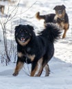 A black dog with a brown and black coat is walking in the snow Royalty Free Stock Photo