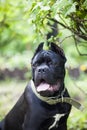 Black dog of the cane-Corso breed against a background of green bushes