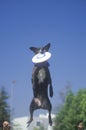 Black Dog catching Frisbee in Canine Frisbee Contest, Westwood, Los Angeles, CA