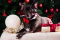 Black dog with Christmas bone gift with Christmas tree