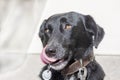 Black dog with collar on leash licks his dog snout, shiny hair in daylight, looking to the right side, thinking about food Royalty Free Stock Photo