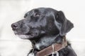 Black dog with collar on leash, shiny hair in daylight, proud expression looking to the right side Royalty Free Stock Photo