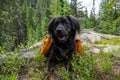 Black Dog in Colorado Wilderness