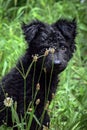 Black dog Croatian sheepdog puppy