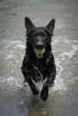 Black dog a Croatian shepherd in the lake