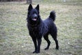 Black dog a Croatian shepherd
