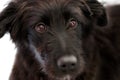 Black dog puppy cross breed, portrait close-up