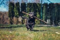 Black dog crossed with a Labrador Retriever running around the garden with a branch in his mouth. Fetching a four-legged pet. Royalty Free Stock Photo