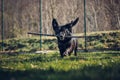 Black dog crossed with a Labrador Retriever running around the garden with a branch in his mouth. Fetching a four-legged pet. Royalty Free Stock Photo