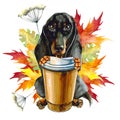 Black dog of the Dachshund breed keeps a glass of coffee. Autumn leaves.