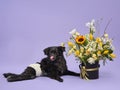 A black dog with a diaper sits beside a vibrant floral arrangement