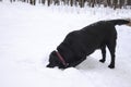 A black dog digging the snow and looking inside Royalty Free Stock Photo