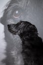 Black dog double exposure portrait