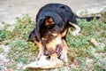 Black dog is eating bone. Royalty Free Stock Photo