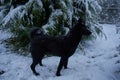 black dog enjoying a winter walk, black dog standing in the snow in the evening in winter Royalty Free Stock Photo