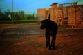 Black dog in red sunset