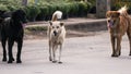 Black Dog Eyes of Love with The Yellow Dog, with The Brown Dog a Royalty Free Stock Photo