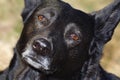 Black Dog Face Royalty Free Stock Photo