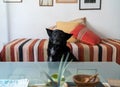 Black dog face in the living room of the house Royalty Free Stock Photo