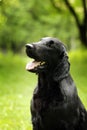 Black dog flat-coated Retriever summer outdoors looking Royalty Free Stock Photo