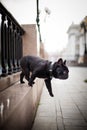 Black French Bulldog jumps in the center of Moscow