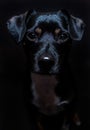 Black dog in front of black backdrop with only his eyes in focus