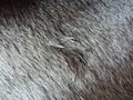 Black dog fur background texture close up. Royalty Free Stock Photo