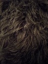 Black dog fur salt and pepper texture Royalty Free Stock Photo