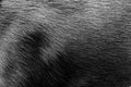 Black dog fur. - texture. Royalty Free Stock Photo