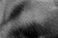 Black dog fur texture. Royalty Free Stock Photo