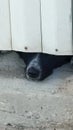 black dog german shepherd looks out from behind a white fence into the street Royalty Free Stock Photo