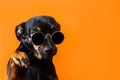 Black dog with glasses on a red background Royalty Free Stock Photo