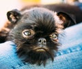 Black Dog Griffon Bruxellois Brussels, Belge Royalty Free Stock Photo