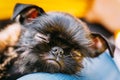 Black Dog Griffon Bruxellois (Brussels, Belge) Royalty Free Stock Photo