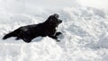 Black Dog Half-breed Labrador Retriever On The Snow